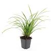 Carex morrowii 'Irish Green' Pot 9 cm