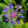 Centaurea montana 'Coerulea' Pot 9 cm