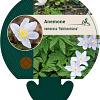 Anemone nem. 'Robinsoniana' Pot 9 cm