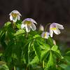 Anemone nem. 'Robinsoniana' Pot 9 cm