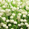 Convallaria majalis Pot 9 cm