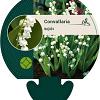 Convallaria majalis Pot 9 cm