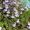 Cymbalaria muralis Pot 9 cm