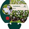 Cymbalaria muralis Pot 9 cm