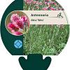 Antennaria dioica 'Rubra' Pot 9 cm