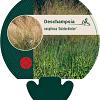 Deschampsia cesp. 'Goldschleier' Pot 9 cm