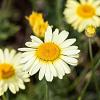 Anthemis hyb. 'E.C. Buxton' Pot 9 cm