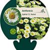 Anthemis hyb. 'E.C. Buxton' Pot 9 cm