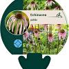 Echinacea pallida Pot 9 cm