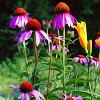 Echinacea pallida Pot 9 cm