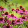 Echinacea p. 'Rubinstern' Pot 9 cm