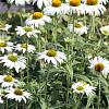 Echinacea p. 'White Swan' Pot 9 cm