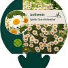 Anthemis hyb. 'Sauce Hollandaise' Pot 9 cm