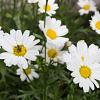 Anthemis hyb. 'Sauce Hollandaise' Pot 9 cm