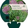 Eupatorium mac. 'Purple Bush' Pot 9 cm