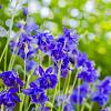 Aquilegia vulgaris Pot 9 cm