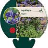 Aquilegia vulgaris Pot 9 cm