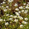 Arenaria montana Pot 9 cm