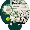 Arenaria montana Pot 9 cm