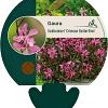 Gaura l. 'Crimson Butterflies' Pot 9 cm