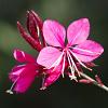 Gaura lindh. Gaudi Red Pot 9 cm