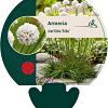 Armeria mar. 'Alba' Pot 9 cm