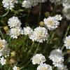 Armeria mar. 'Alba' Pot 9 cm