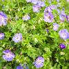 Geranium himalayense Pot 9 cm