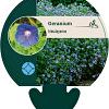Geranium himalayense Pot 9 cm