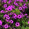 Geranium 'Patricia' Pot 9 cm