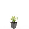 Geranium sang. 'Album' Pot 9 cm
