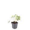Geranium sang. 'Album' Pot 9 cm