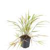 Hakonechloa macra Pot 9 cm