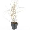 Hakonechloa macra Pot 9 cm