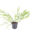 Hakonechloa macra Pot 9 cm
