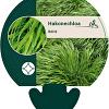 Hakonechloa macra Pot 9 cm