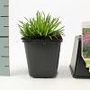 Armeria mar. 'Splendens' Pot 9 cm