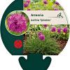 Armeria mar. 'Splendens' Pot 9 cm