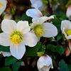 Helleborus niger Pot 9 cm