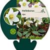 Helleborus niger Pot 9 cm