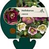 Helleborus orientalis Pot 9 cm
