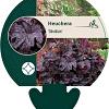 Heuchera 'Obsidian' Pot 9 cm
