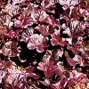 Heuchera 'Obsidian' Pot 9 cm