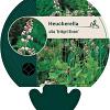 Heucherella a. 'Bridget Bloom' Pot 9 cm