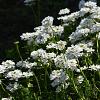 Iberis semp. 'Appen-Etz' Pot 9 cm
