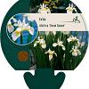 Iris sib. 'Snow Queen' Pot 9 cm