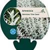 Artemisia lud. 'Silver Queen' Pot 9 cm