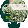 Artemisia 'Powis Castle' Pot 9 cm