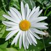 Leucanthemum (S) 'Silberprinzessche Pot 9 cm