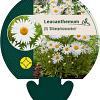 Leucanthemum (S) 'Silberprinzessche Pot 9 cm